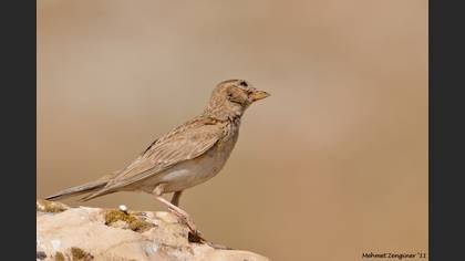 Tanımsız