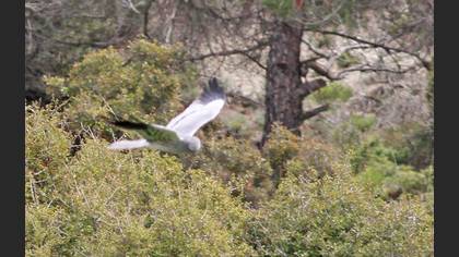 Montagu`s Harrier