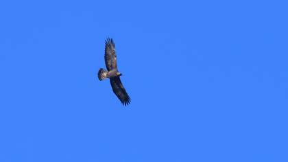 Golden Eagle