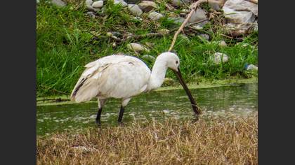 Kaşıkçı