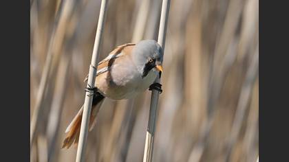 Bearded Reedling