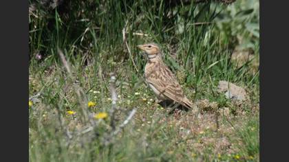 Bimaculated Lark
