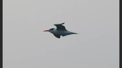 Tepeli sumru
