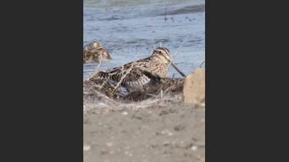 Common Snipe