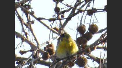 Eurasian Siskin