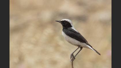 Finsch`s Wheatear