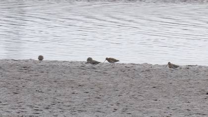 Common Snipe