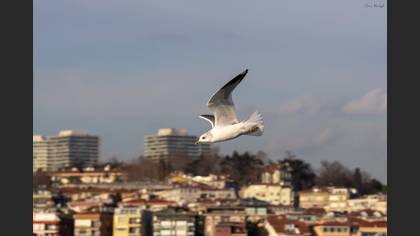 Küçük gümüş martı