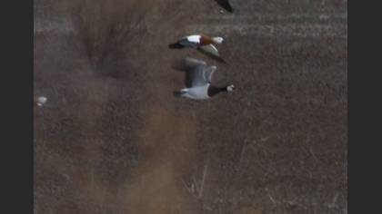 Barnacle Goose