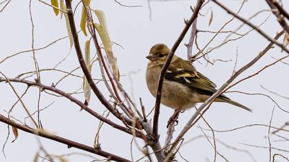 Common Chaffinch