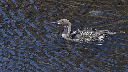 Black-throated Loon