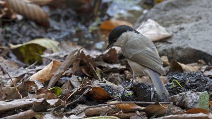 Marsh Tit