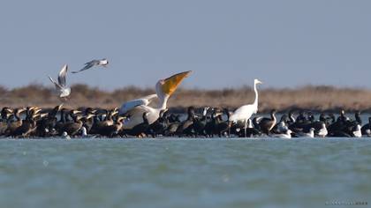 Great White Pelican
