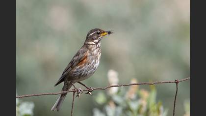 Redwing
