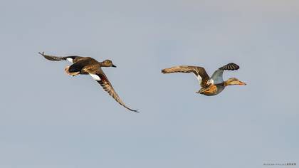 Gadwall