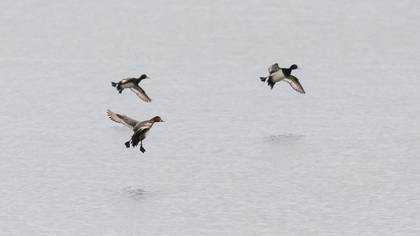 Tufted Duck