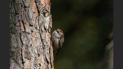 Short-toed Treecreeper