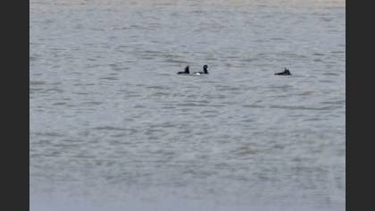 Tufted Duck