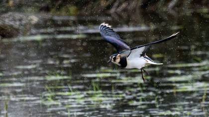 Northern Lapwing