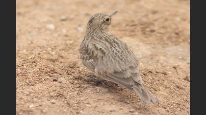 Crested Lark