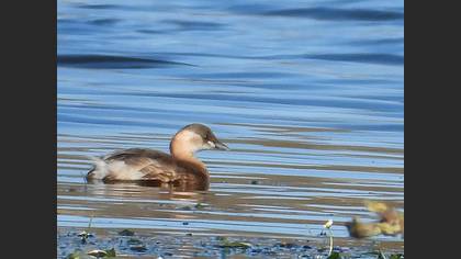 Little Grebe