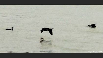 Great Cormorant