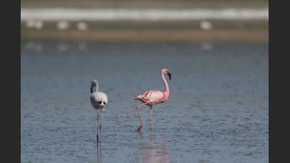 Küçük flamingo