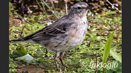 Water Pipit
