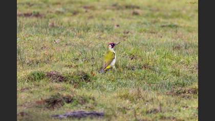 European Green Woodpecker