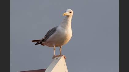 Caspian Gull