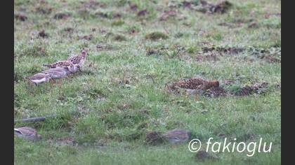 Dunlin
