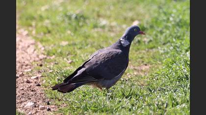 Common Wood Pigeon