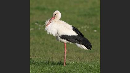 White Stork
