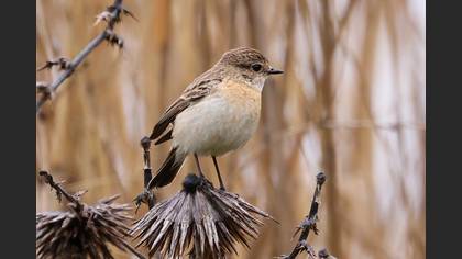 Siberian Stonechat