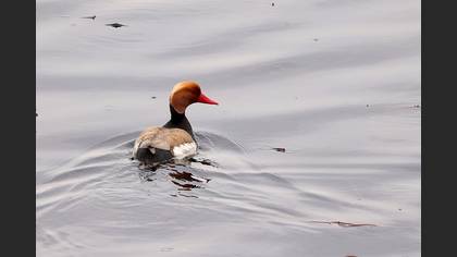 Red-crested Pochard