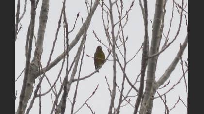 European Greenfinch