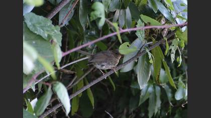 European Robin