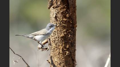 Lesser Whitethroat