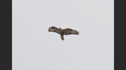 Long-legged Buzzard