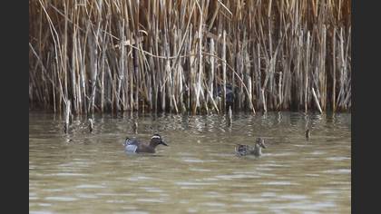 Garganey