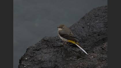 Grey Wagtail