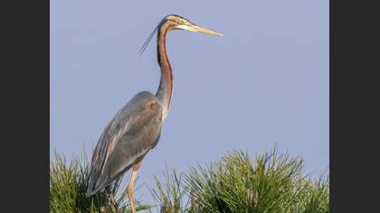 Purple Heron