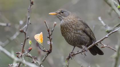 Common Blackbird