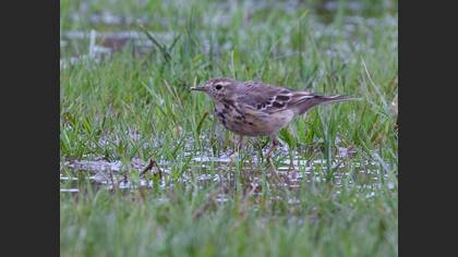 Buff-bellied Pipit