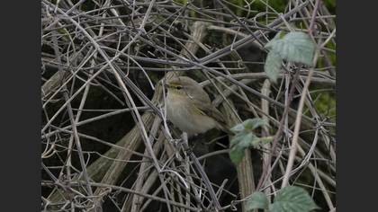 Common Chiffchaff