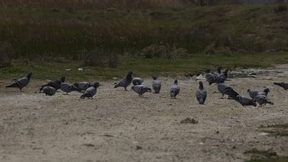 Rock Dove