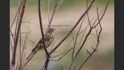 Red-throated Pipit
