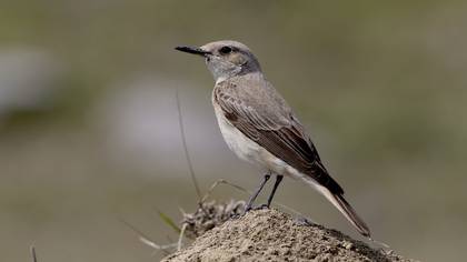 Hooded Wheatear