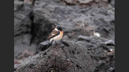 Siberian Stonechat