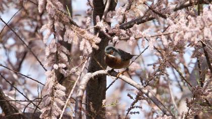 Subalpine Warbler